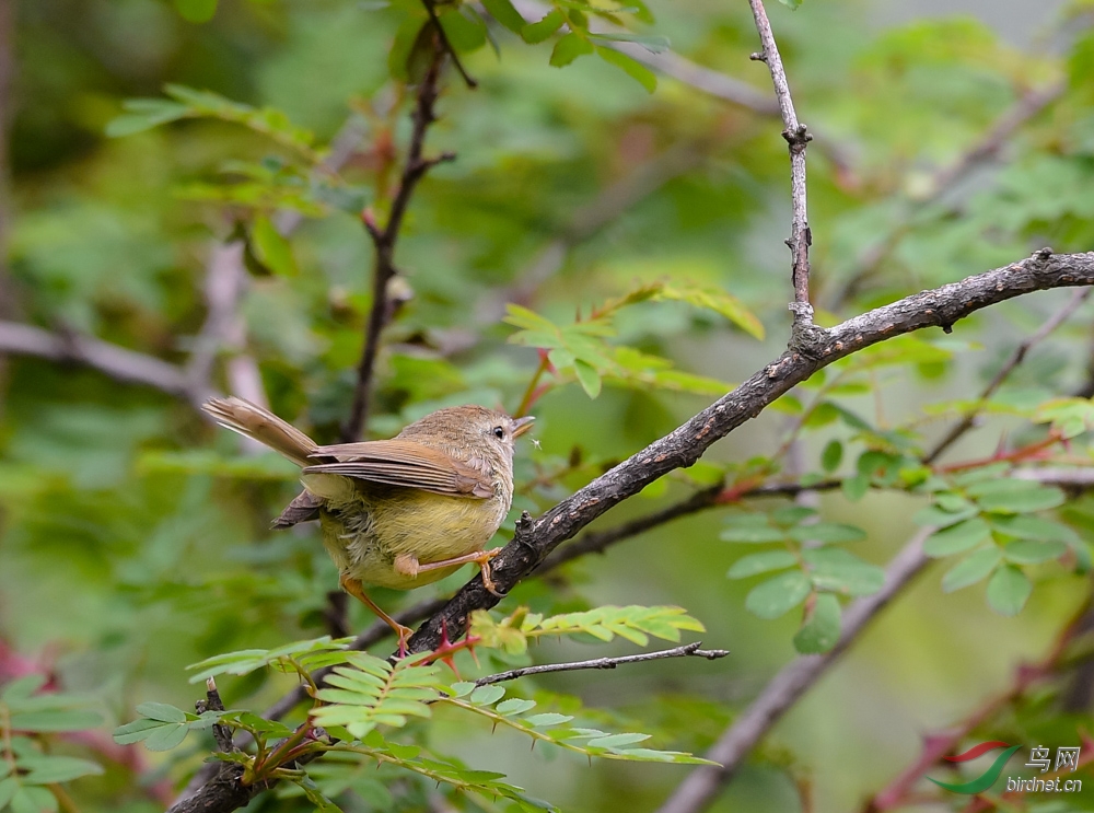 秦岭那些鸟之黄腹树莺