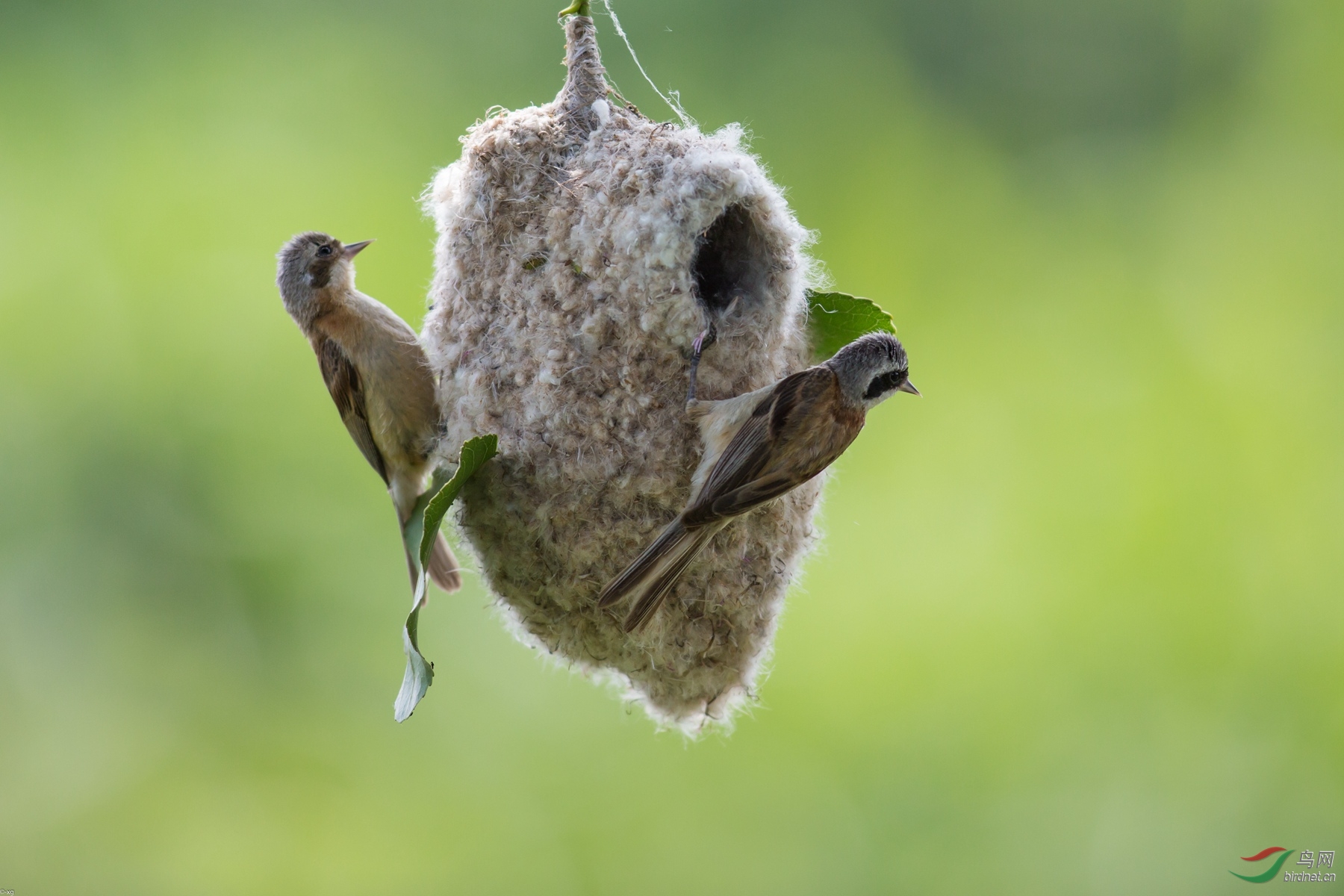 中华攀雀筑巢忙