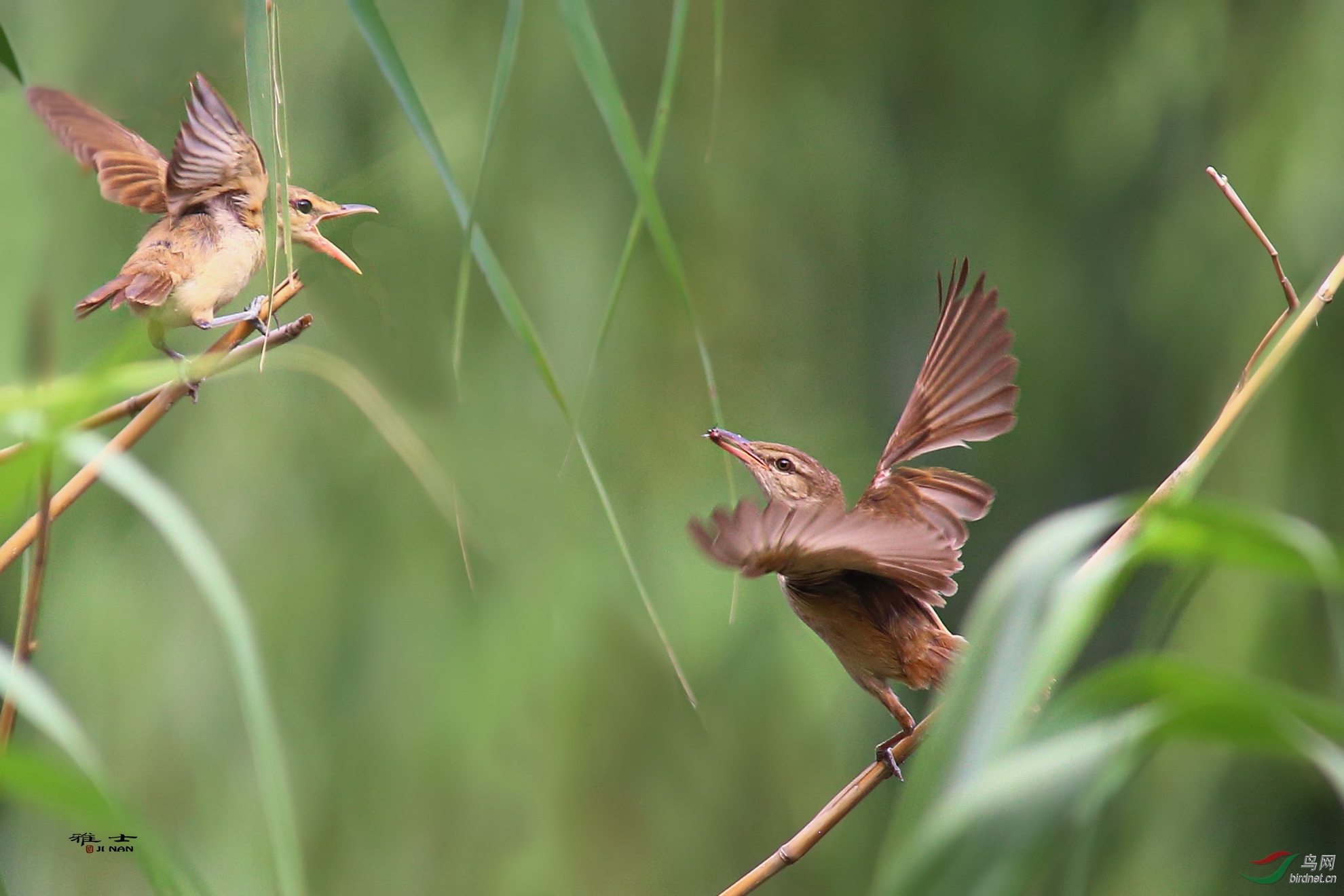 东方大苇莺喂雏