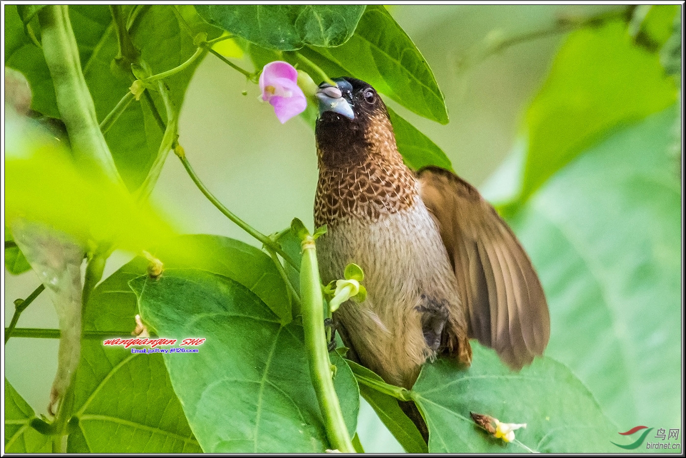 偷吃豆荚花的小文鸟