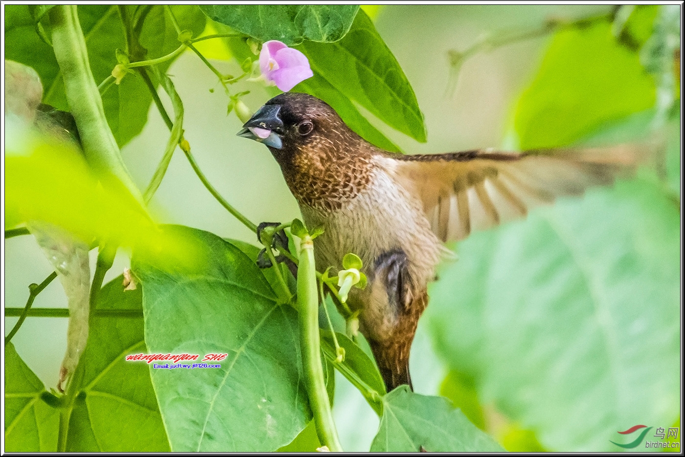 偷吃豆荚花的小文鸟