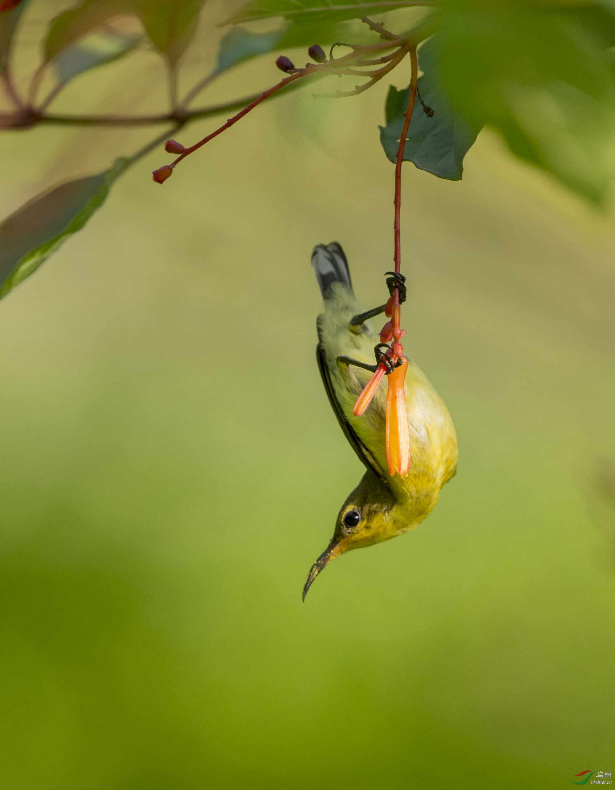 倒挂金钟黄腹花蜜鸟的故事之九