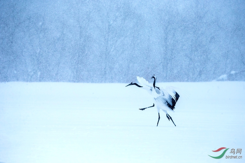 雪中丹顶鹤