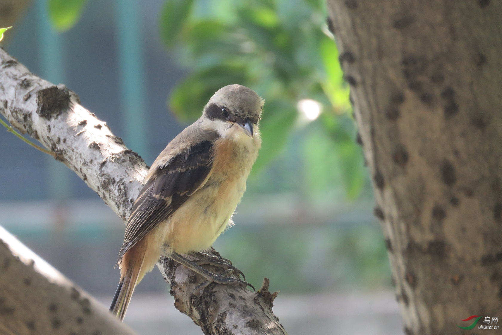 个体差异---棕背伯劳幼鸟