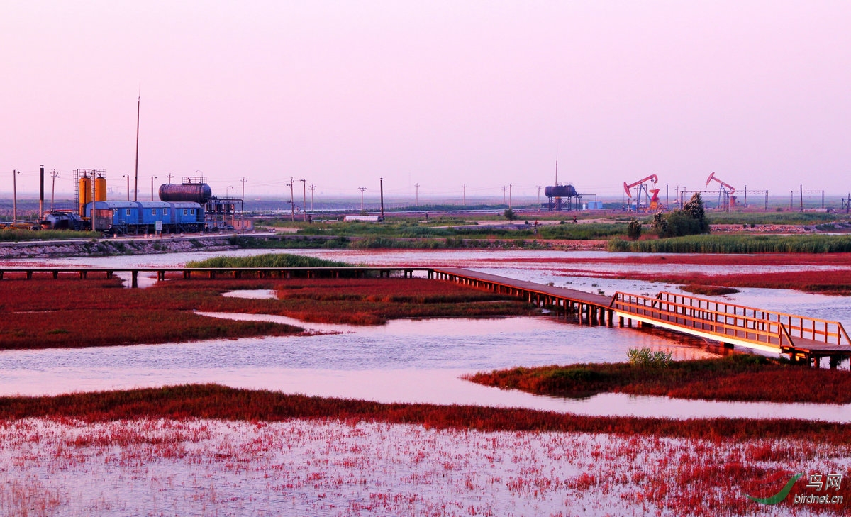 辽宁盘锦湿地风光