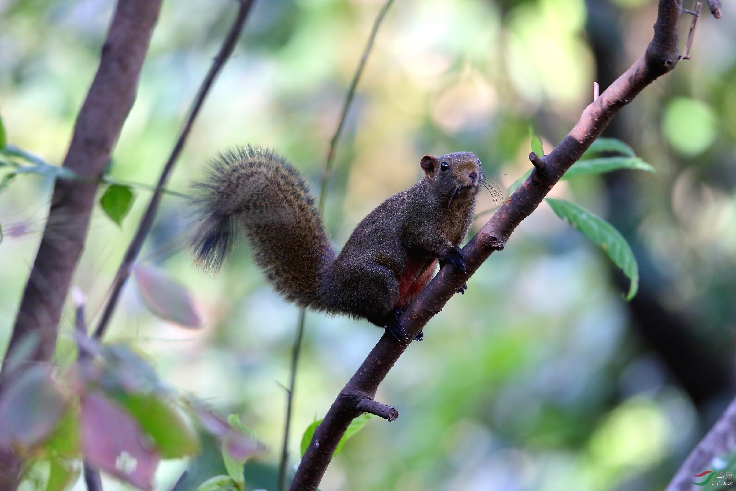 原始森林的松鼠