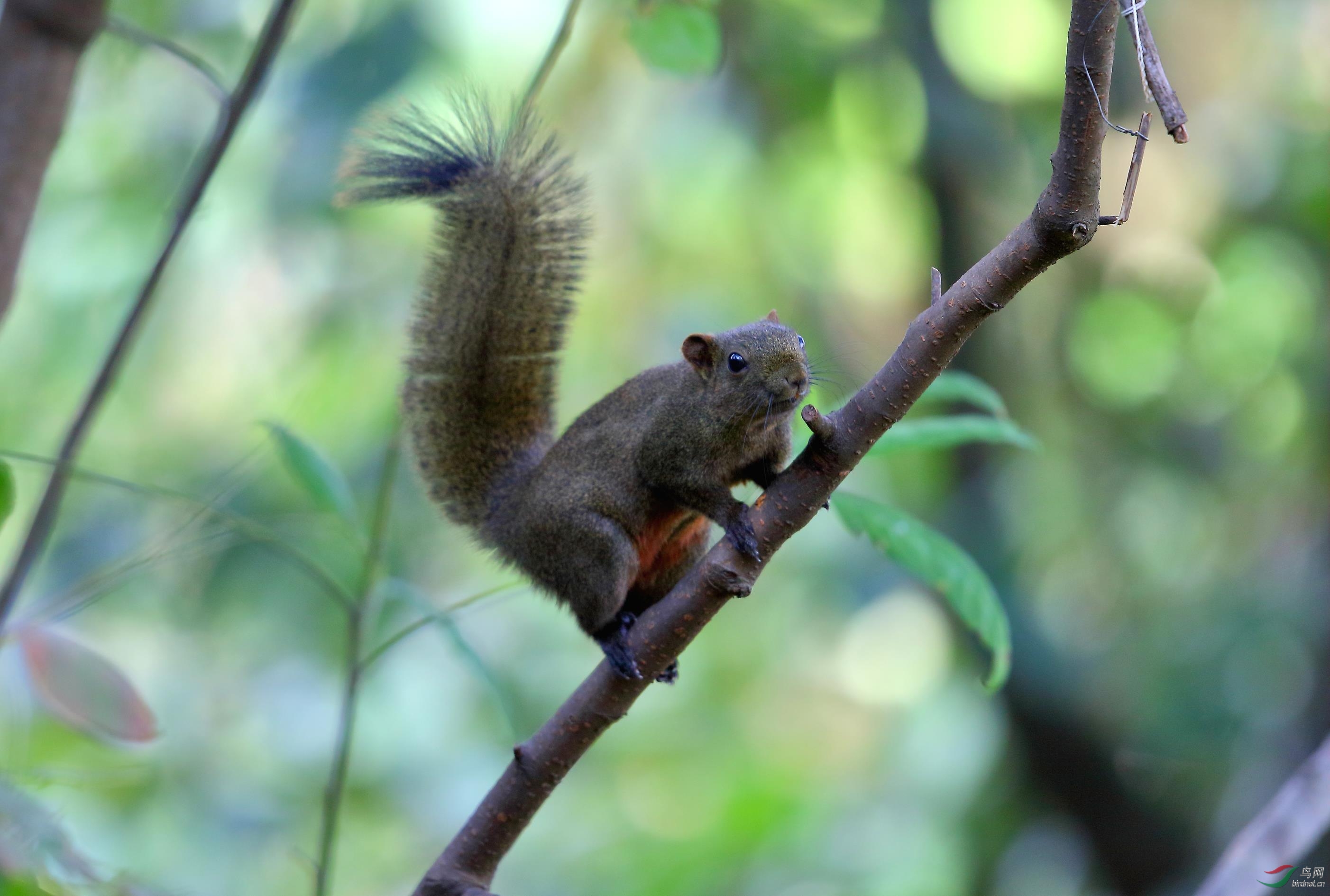 原始森林的松鼠