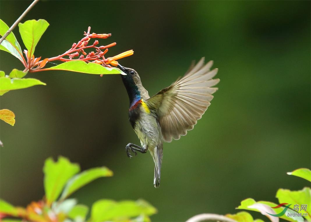 花鳥圖之黃腹花蜜鳥四