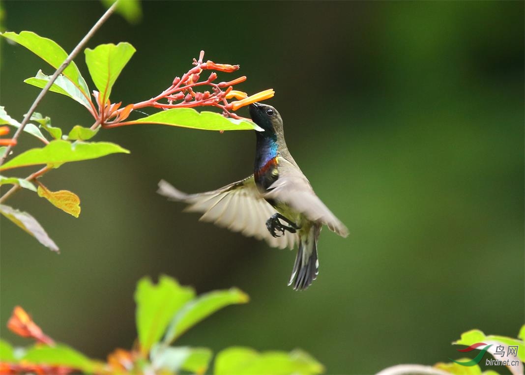 花鳥圖之黃腹花蜜鳥四