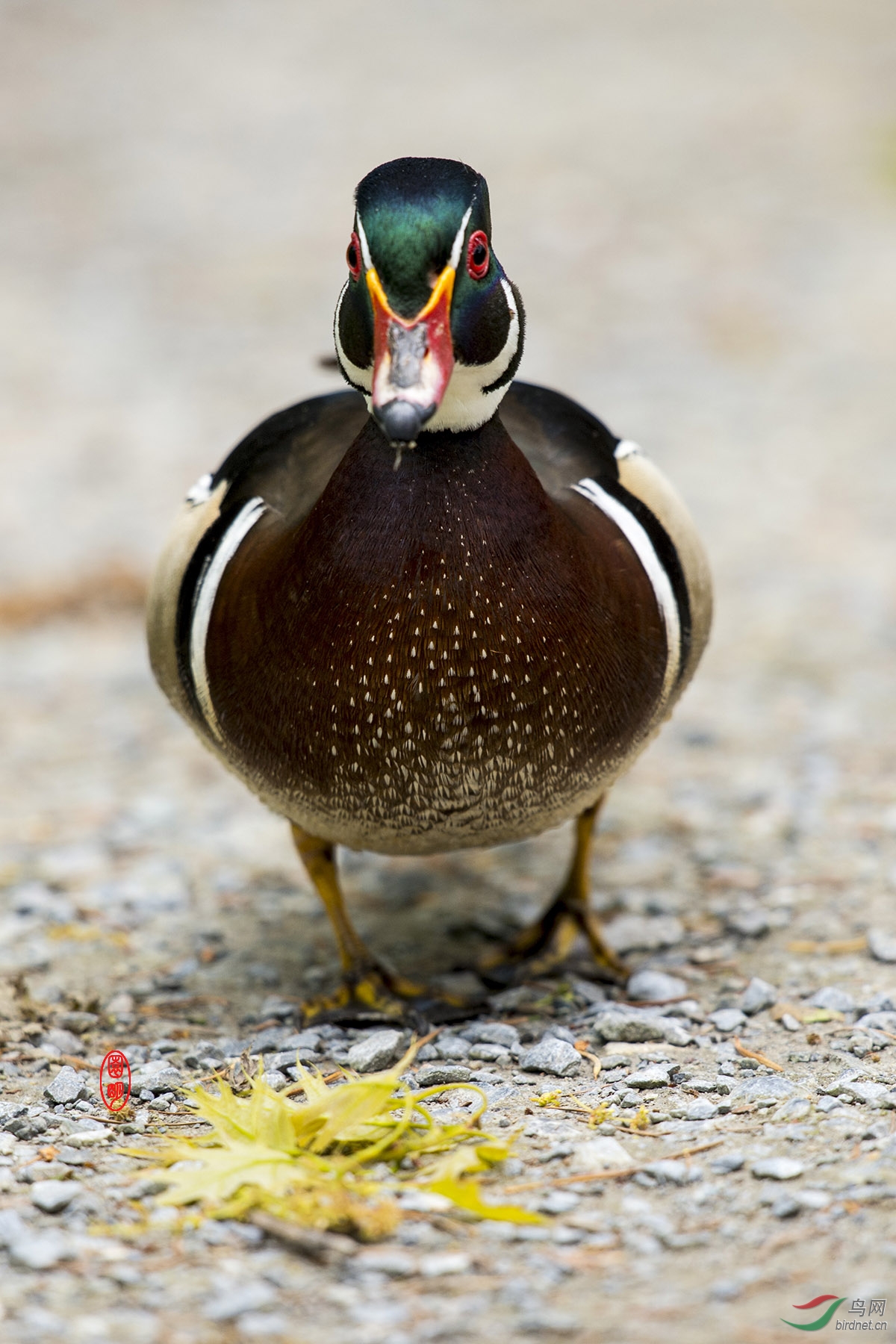 林鸳鸯 正面像 加拿大拍鸟