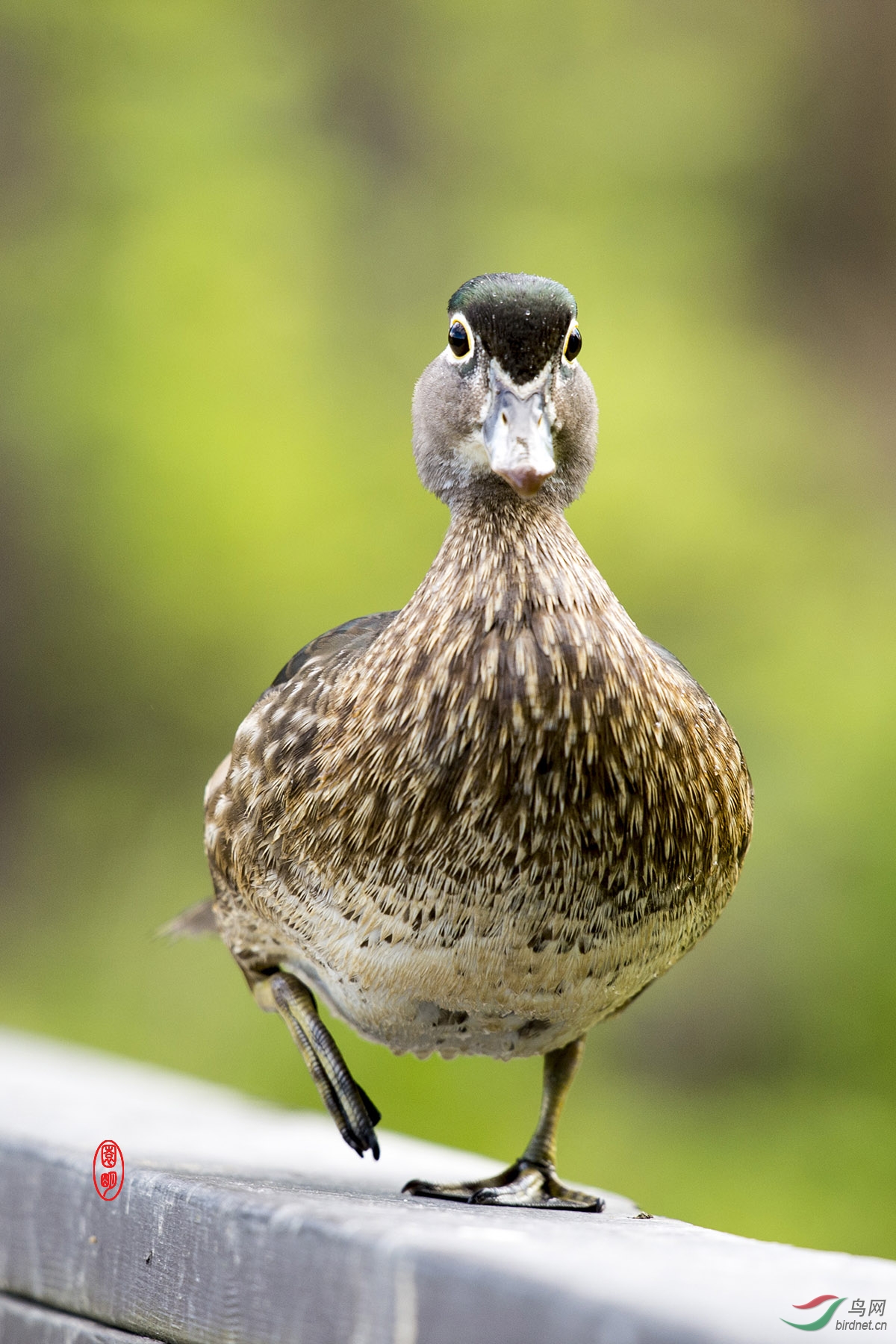 林鸳鸯 正面像 加拿大拍鸟