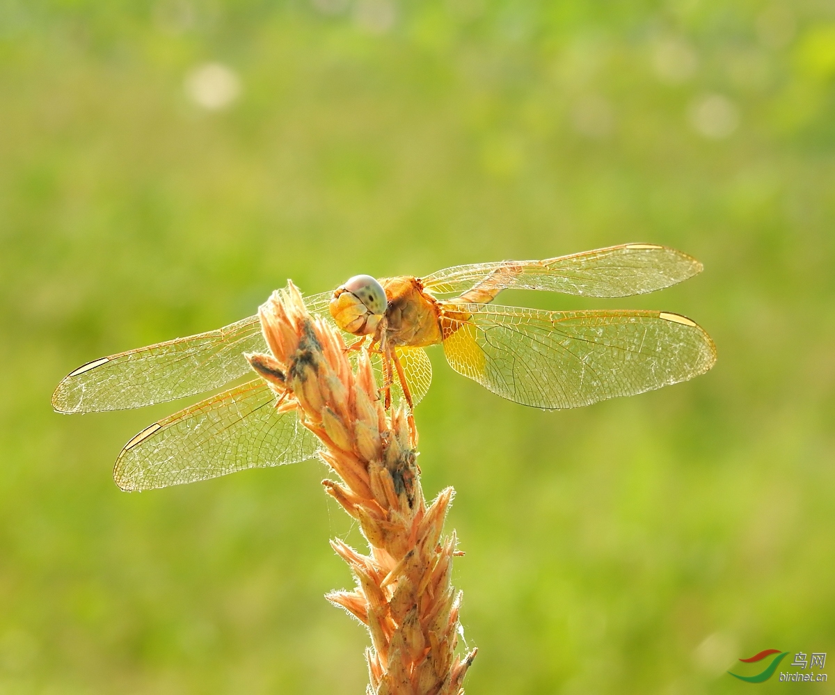 DSCN2238.jpg