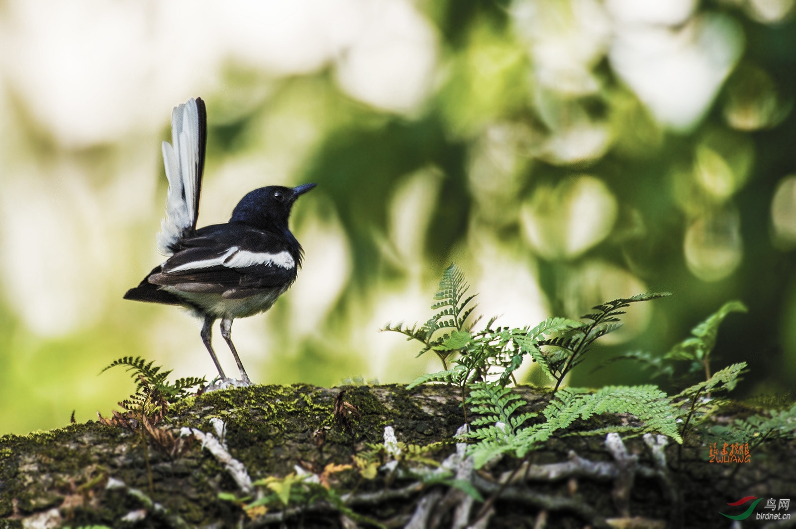 永远就是粪坑鸟lollol