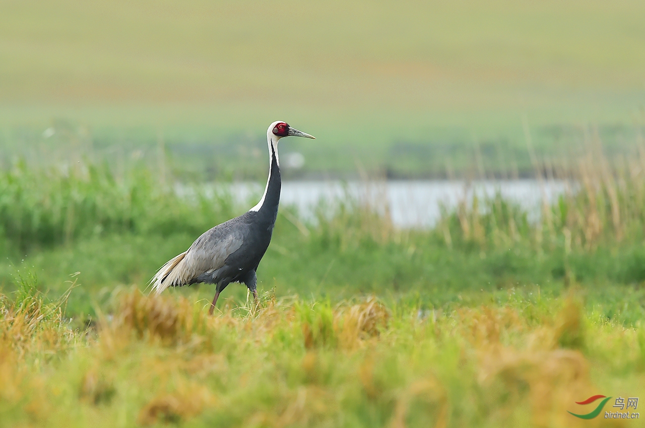 白枕鹤祝鸟友们夏日拍鸟快乐白枕鹤whitenapedcrane