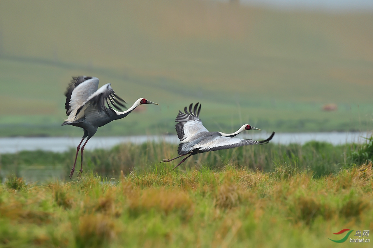 白枕鹤祝鸟友们夏日拍鸟快乐白枕鹤whitenapedcrane