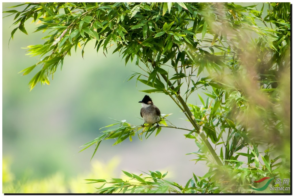 青竹山间鸟在其中