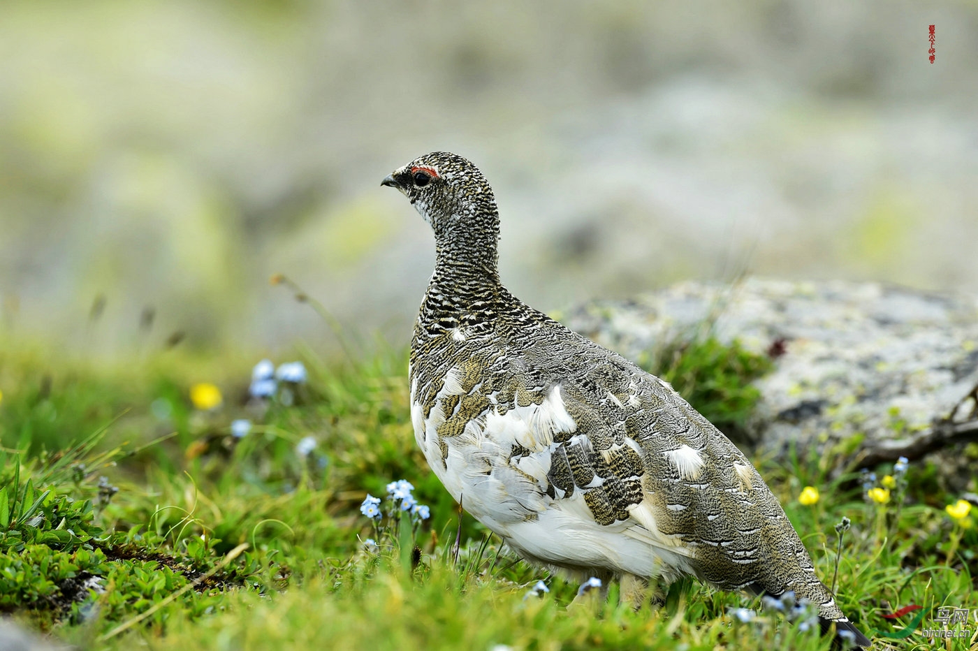 岩雷鸟岩雷鸟夏羽rockptarmigan