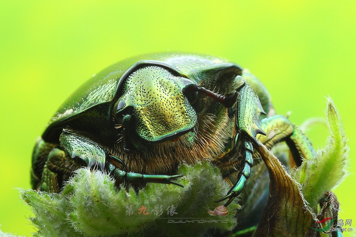 金龟子昆虫睡觉图片