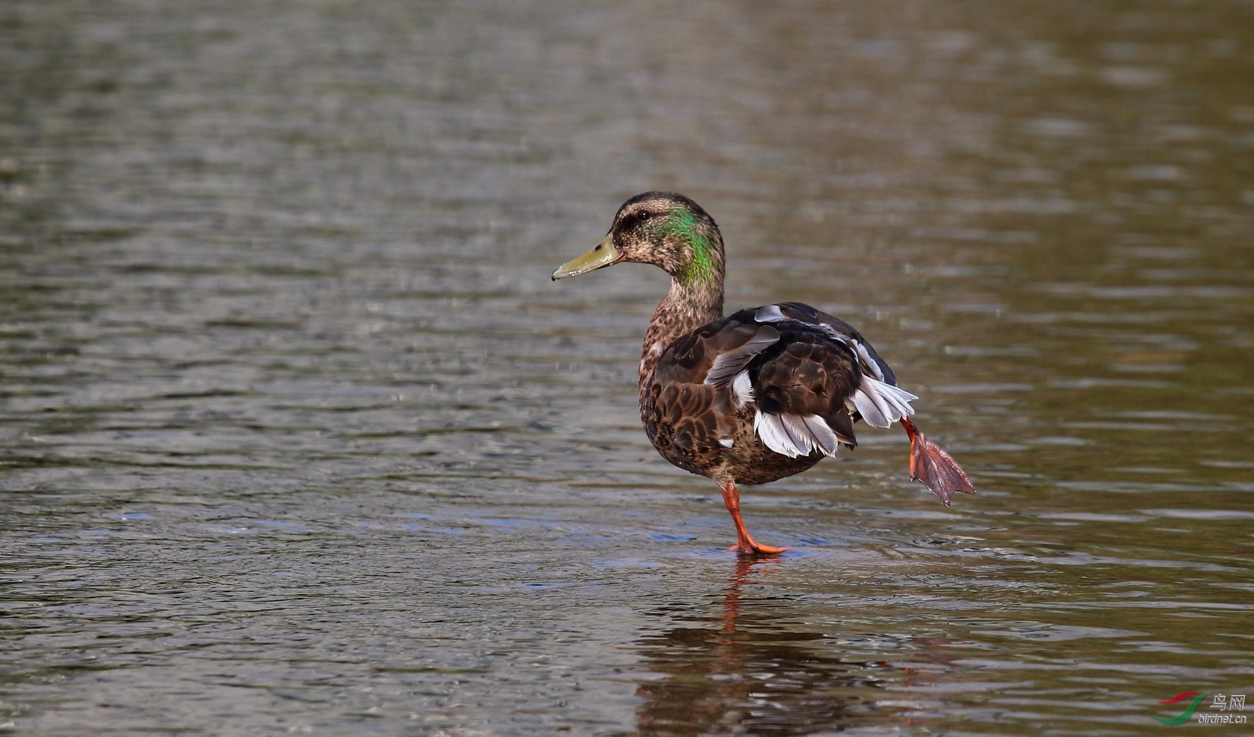 北美黑鸭----american black duck
