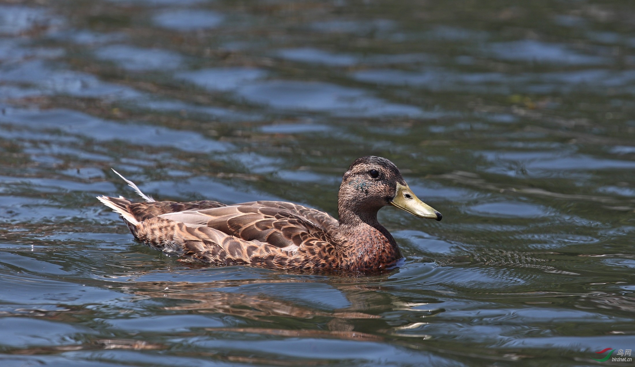 北美黑鸭americanblackduck
