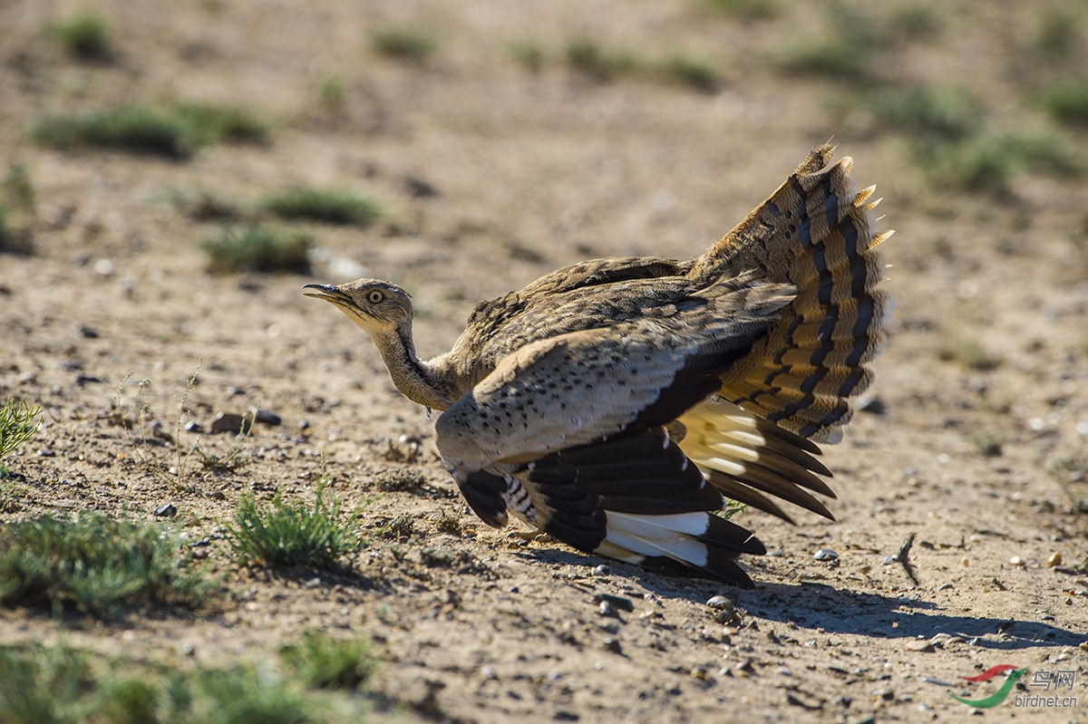 (波斑鸨)波斑鸨 macqueen's bustard