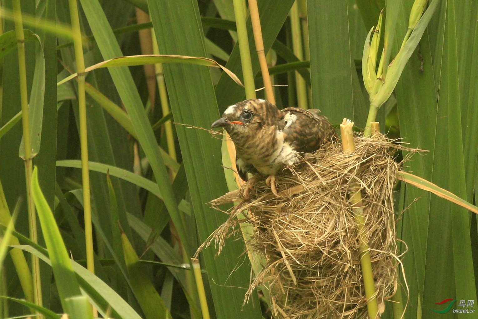 大苇莺哺育小杜鹃