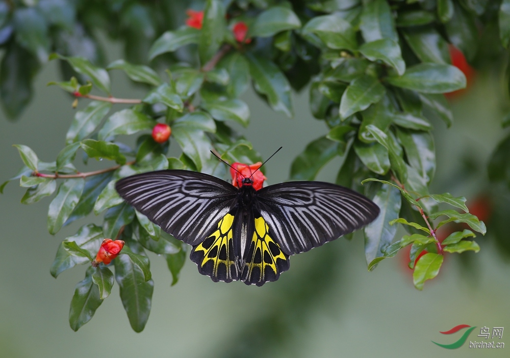 国际濒危金裳凤蝶