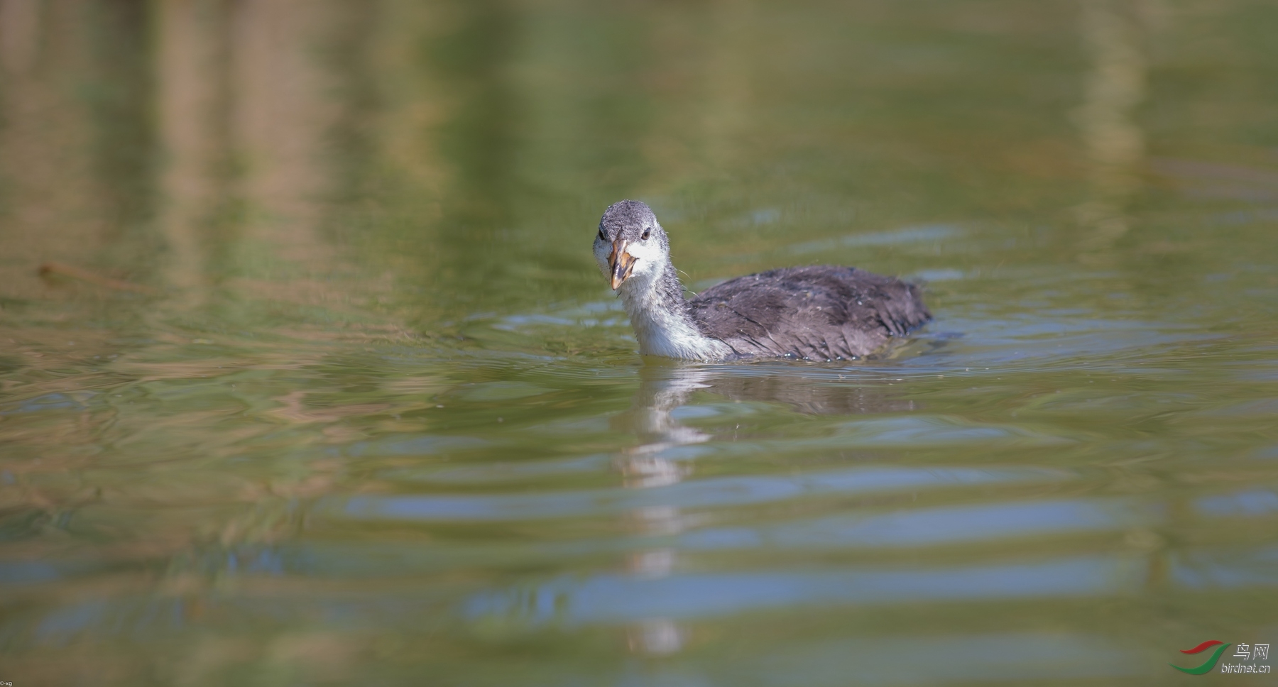 白骨顶鸡(幼鸟)