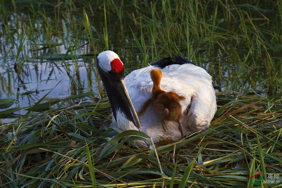 可爱的宝宝,丹顶鹤.