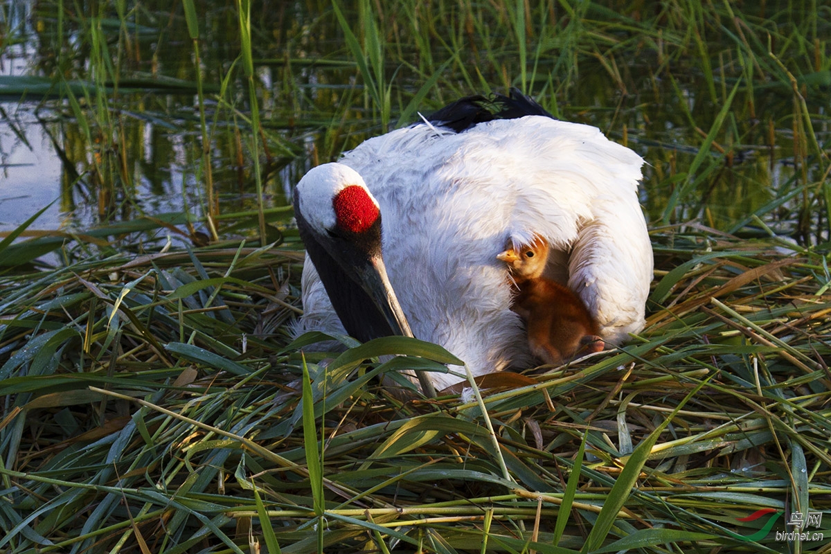 可爱的宝宝,丹顶鹤.