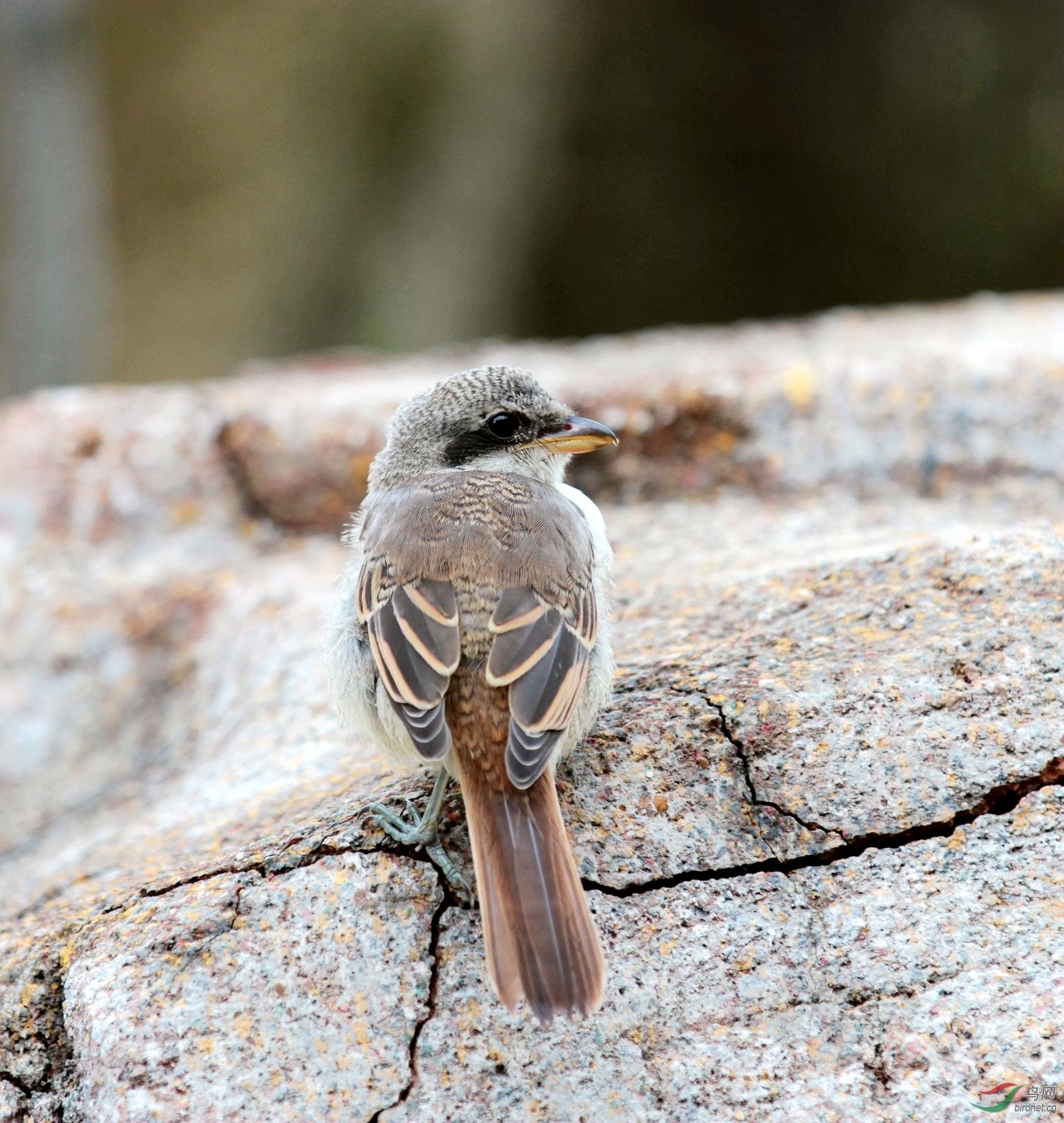 红尾伯劳幼鸟
