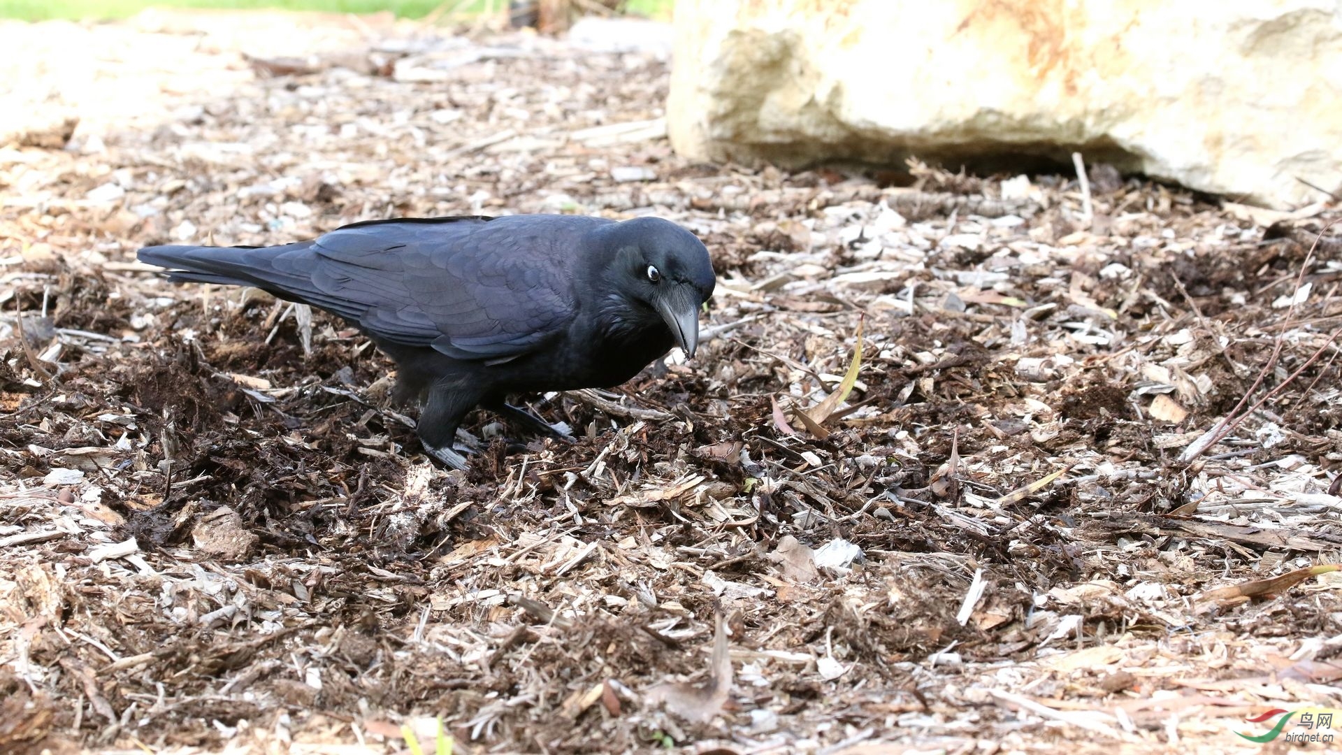 澳洲渡鸦