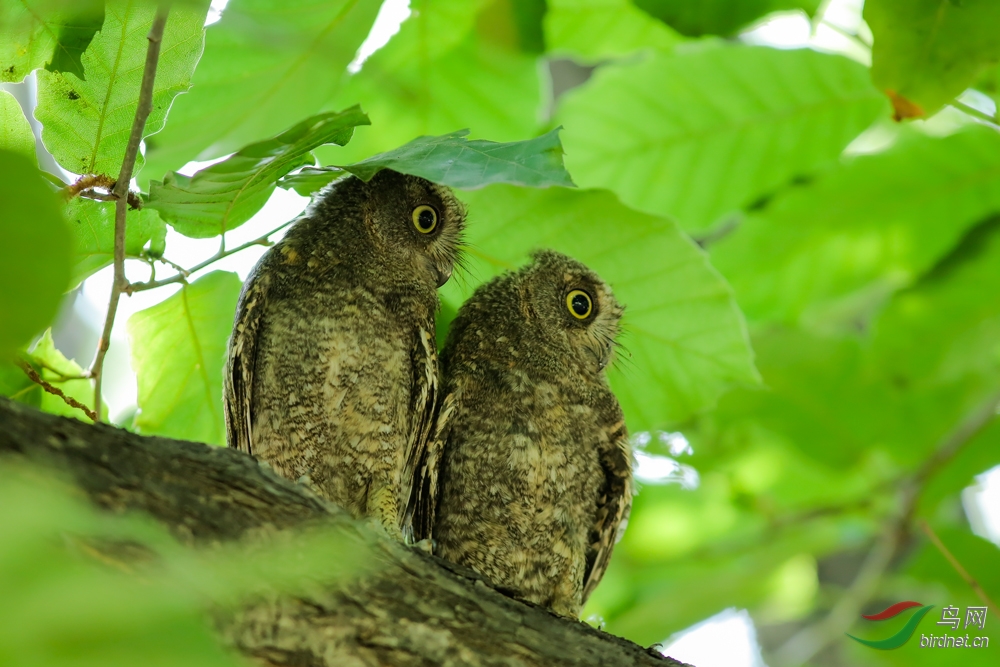 萌呆萌呆的小猫头鹰
