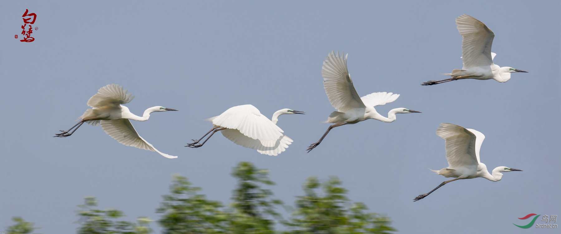 飞翔的白鹭