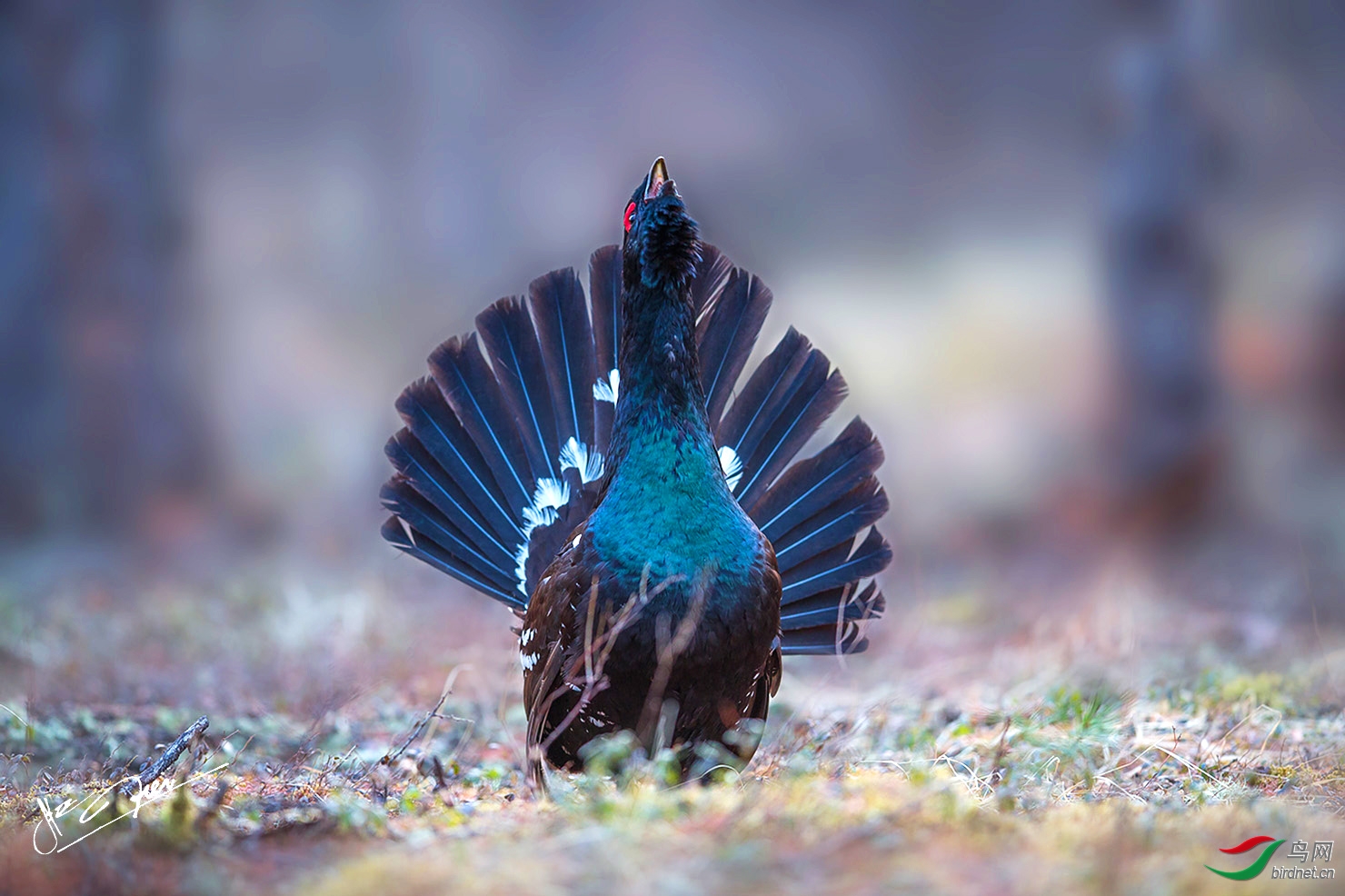 黑嘴松鸡黑嘴松鸡