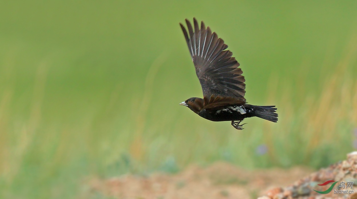 黑百灵风萧萧兮黑百灵blacklark