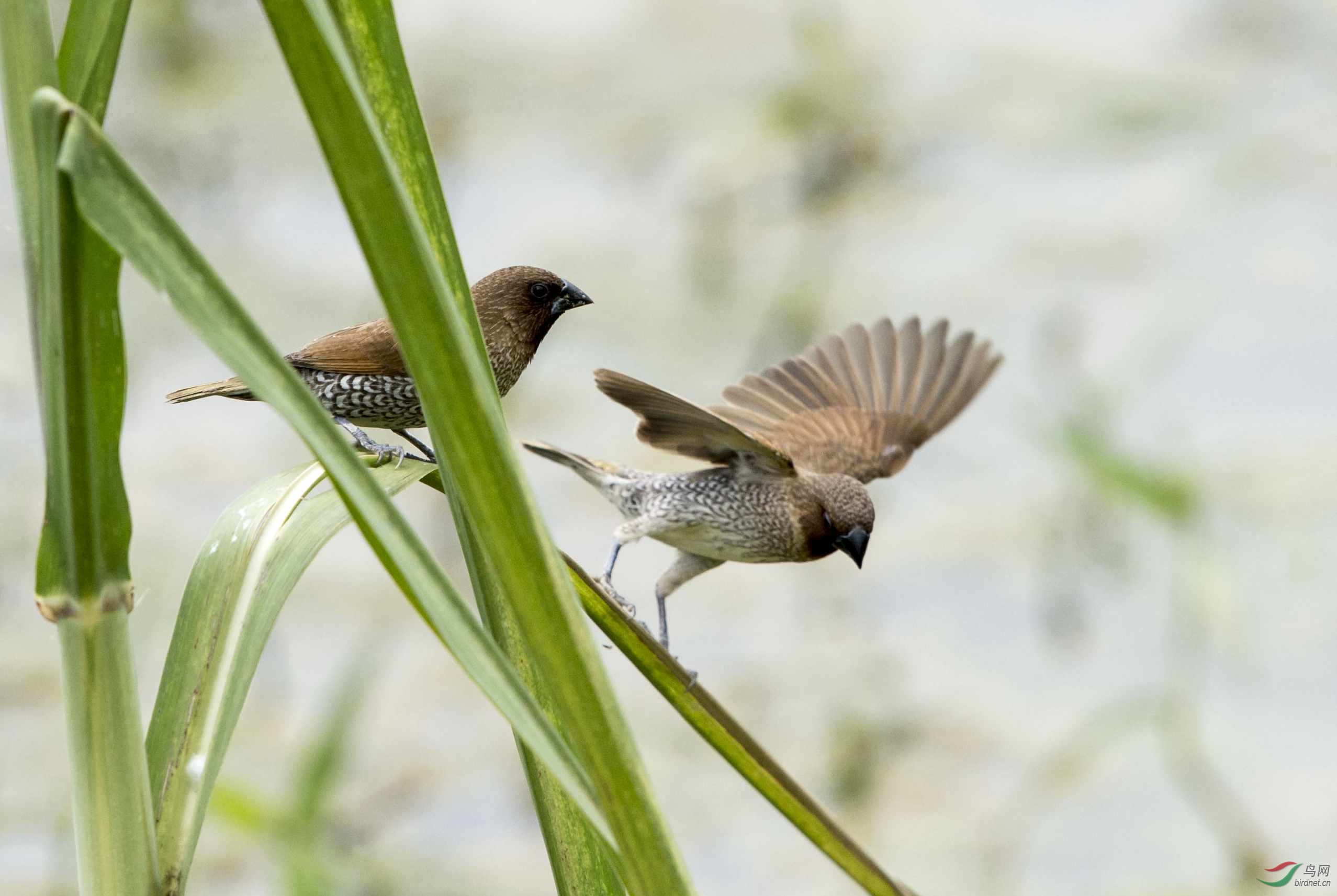 分手记——斑文鸟的故事之四