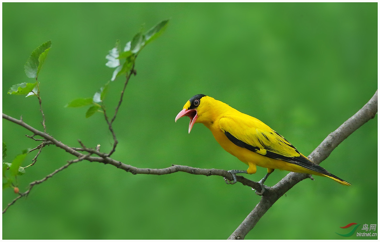 (黑枕黄鹂)黑枕黄鹂 black-naped oriole祝贺 图4获 (鸟网每日精华)