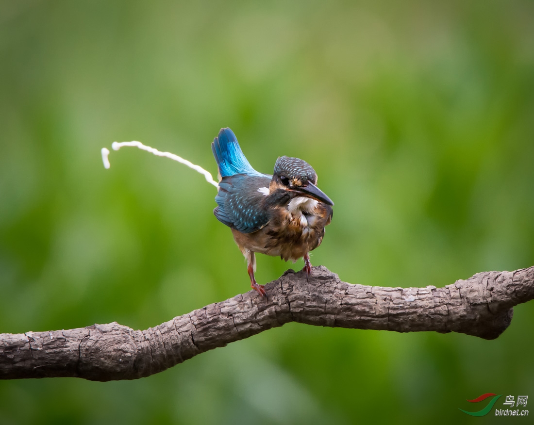 齐来发炮((鸟儿便便瞬间))图集--- 欢迎跟帖发图