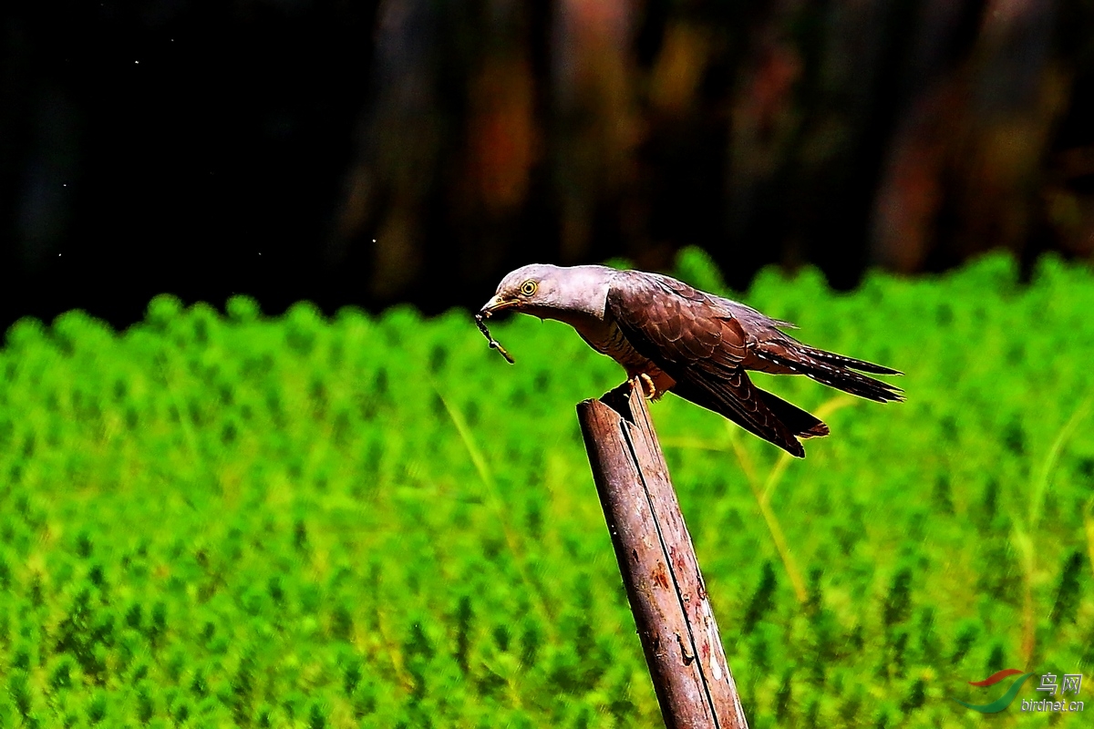 布谷鸟大杜鹃飞版2