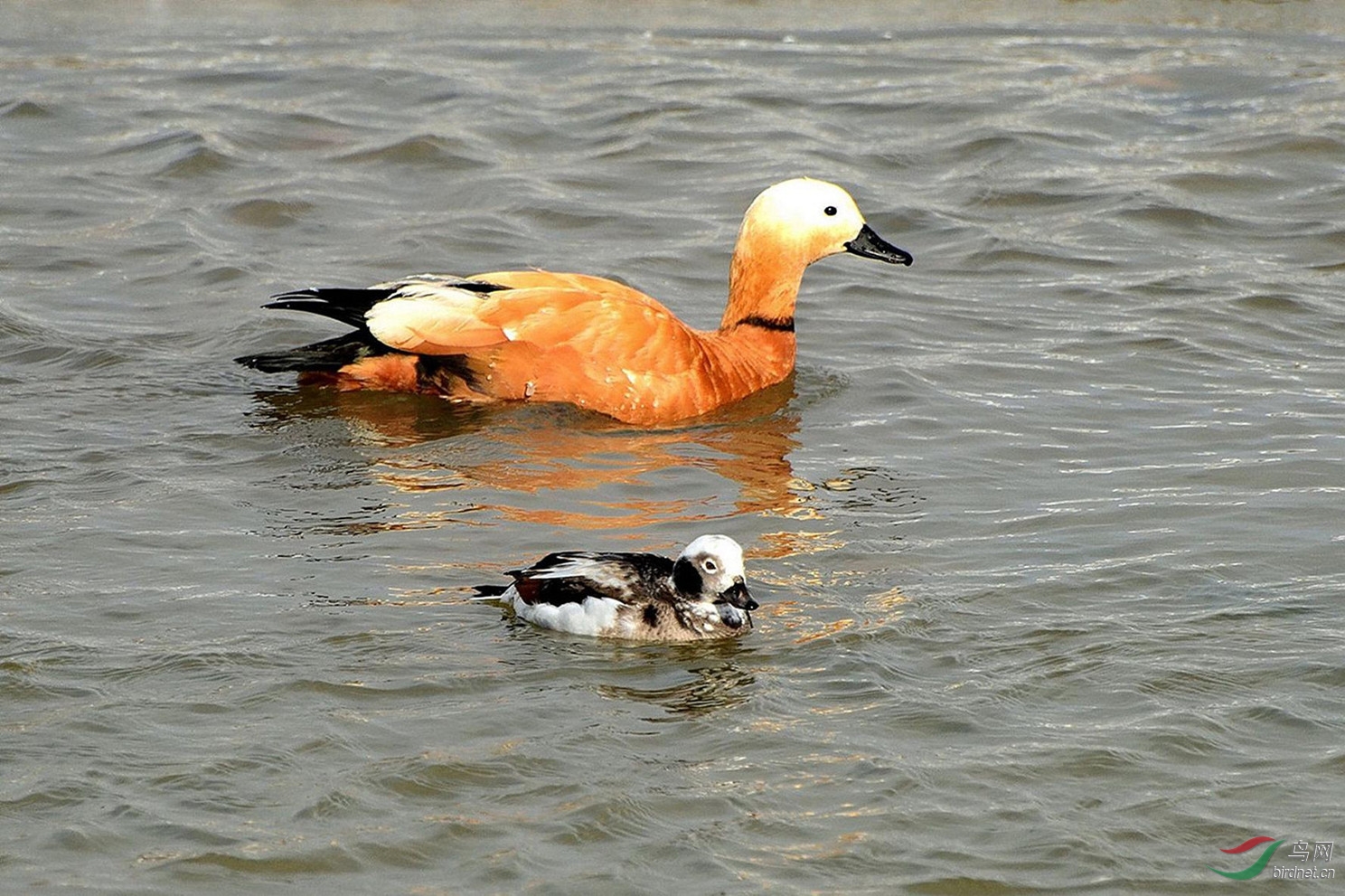 大鸭结识小伙伴