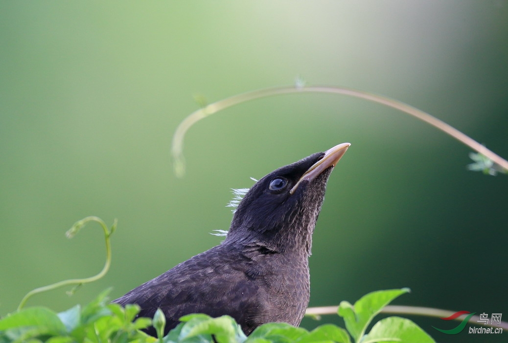 不知不觉走近了 ((大头鸟片 -- 欢迎跟帖))