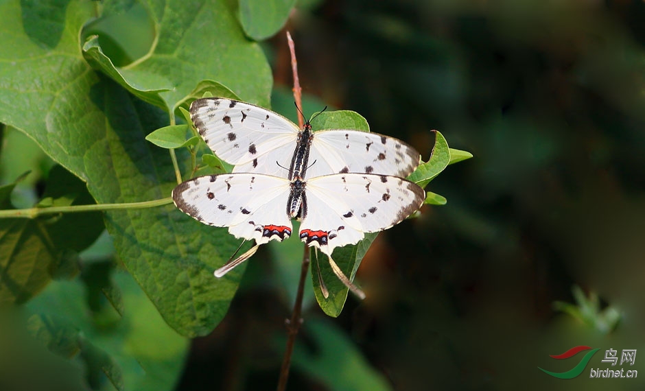 美丽的白丝带凤蝶