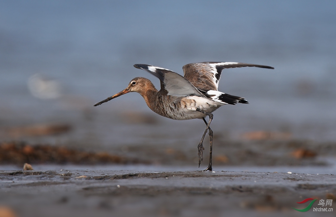 落单的黑尾塍鹬
