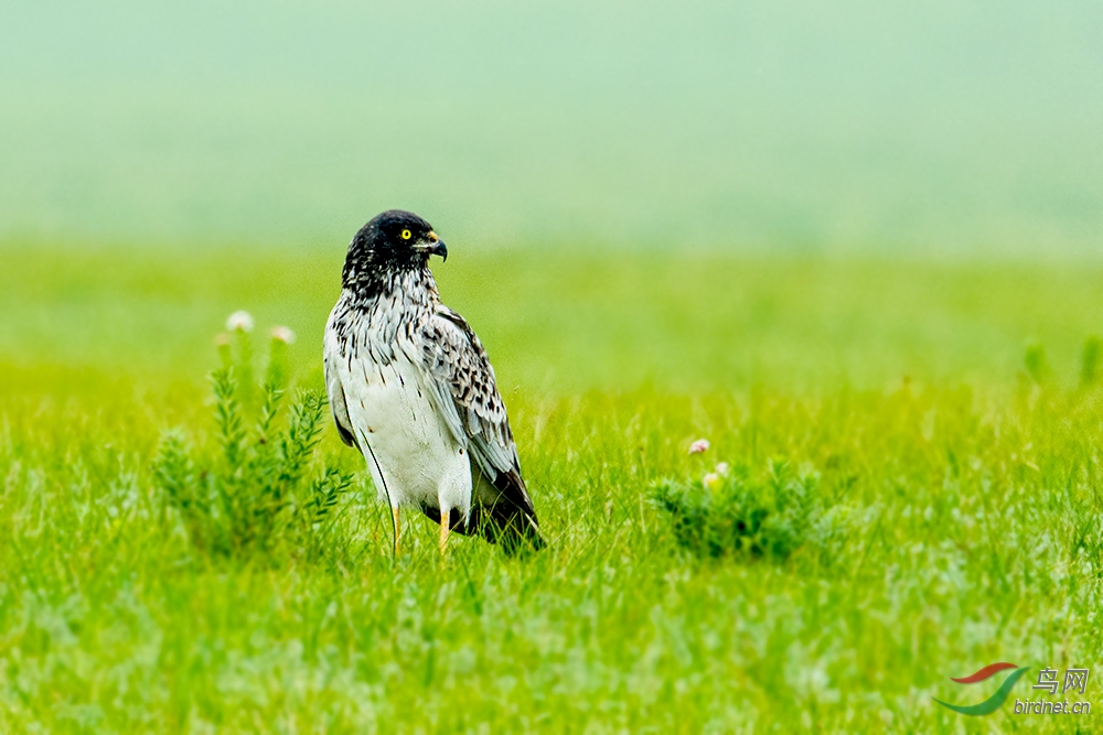 (白腹鹞)白腹鹞 eastern marsh harrier