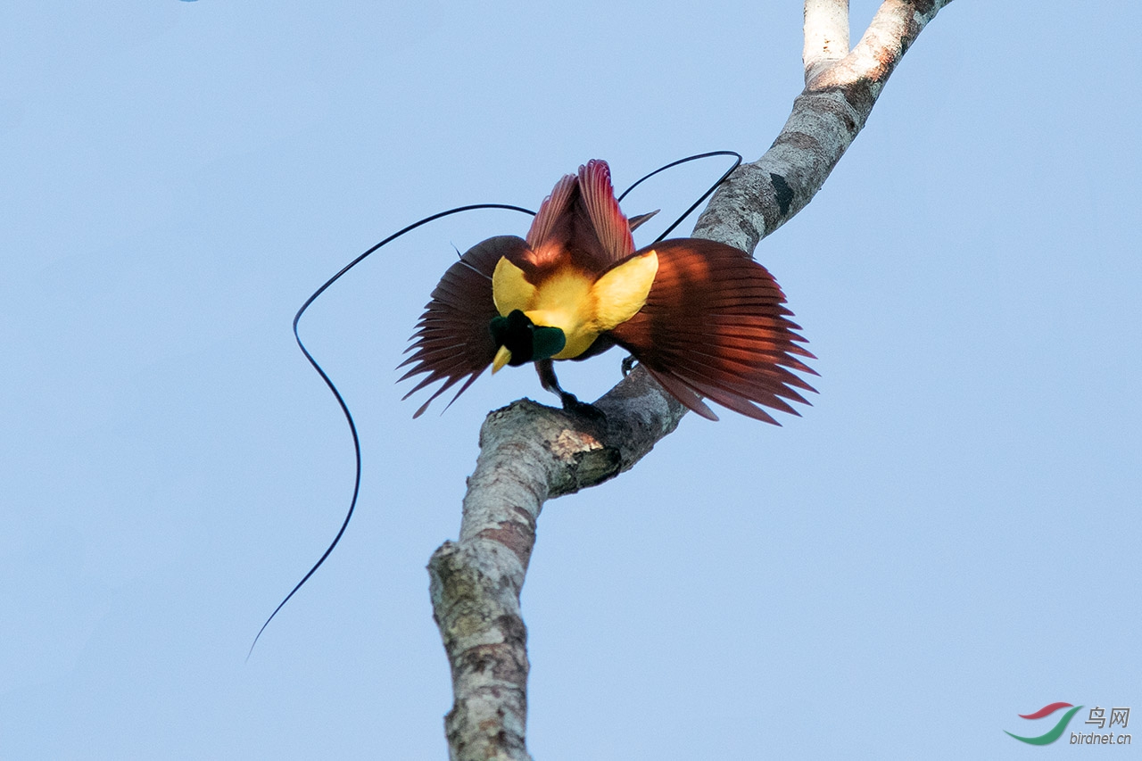 紅極樂鳥