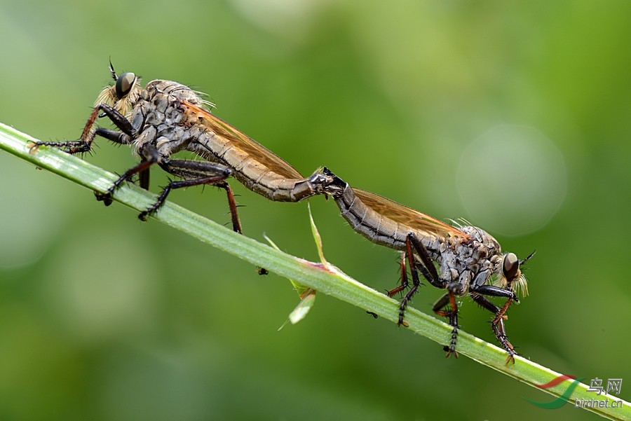 交尾的食虫虻