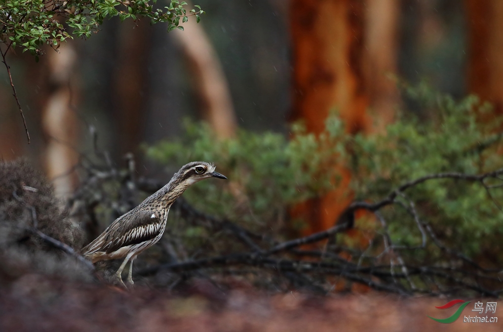 Y-bush stone-curlew1_����_���˺�_����.jpg