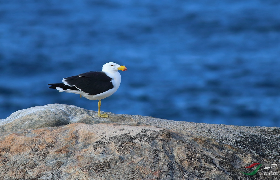 y-kelp gull_副本_过滤后_副本.jpg
