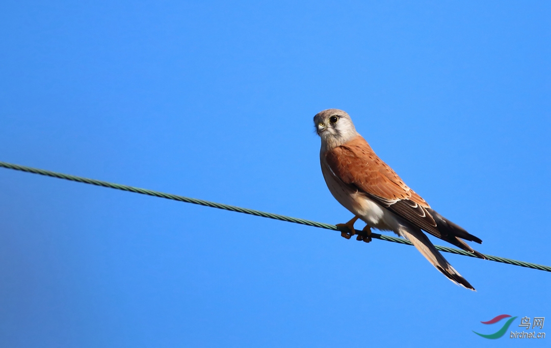 Y-nankeen kestrel_����_���˺�_����.jpg